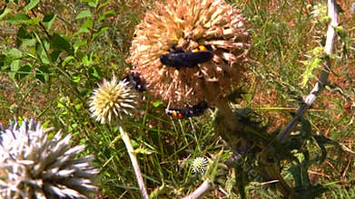 Scolia hirta, medium-sized wild wasp collecting nectar on flowers in the garden
