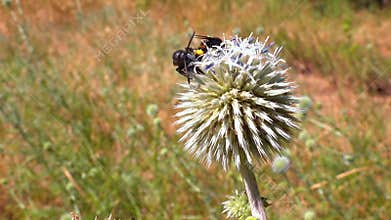 Scolia hirta, medium-sized wild wasp collecting nectar on flowers in the garden