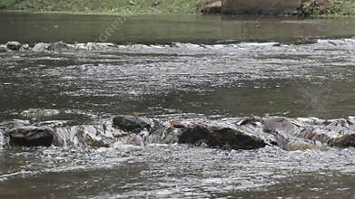 Water stream in the river flowing through stone.