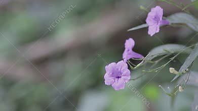 Pink flower in the garden near fresh river.