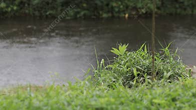 Green grass with raining drop in river.