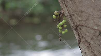 Many ants walking on seed and tree trunk.