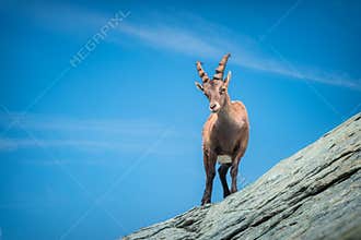 The ibex, king of the Alps