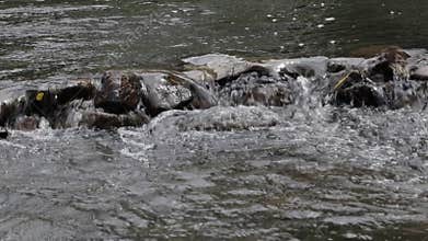 Water stream in the river flowing through stone.