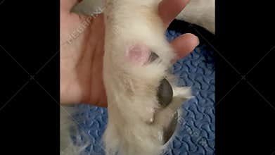 Skin infection on dog leg,Redness and inflammation,show Dermatitis disease