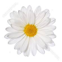 Chamomile flower isolated on white. Daisy.