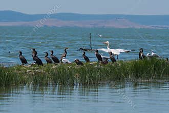 A Flock of Diverse Birds Resting in the Danube Delta