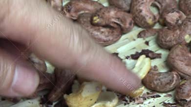 cashew nut scene, cashew shelling