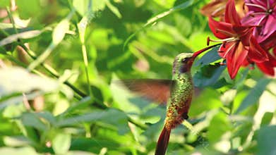 Humming bird