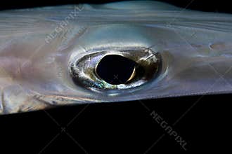 Fish eye