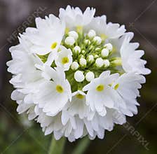 Gorgeous bunch of white flowers