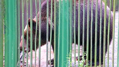 Big bear in a cage eating meat National Park Belarus