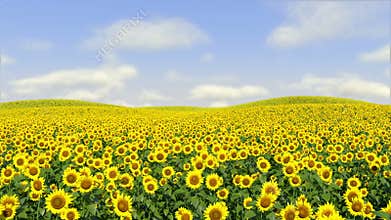 Sunflowers Following Sun