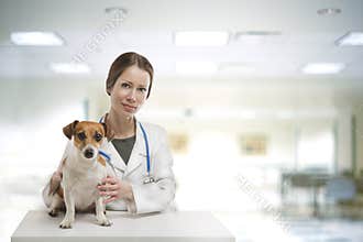 Dog vet clinic
