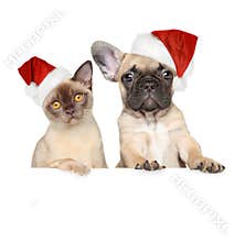 Cat and dog in Christmas hat
