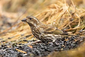 A Female Purple Finch