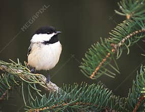 A Black-capped Chickadee On A Spruce Branch