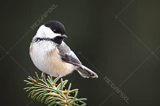 A Black-capped Chickadee On A Spruce Branch