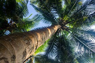 Coconut tree