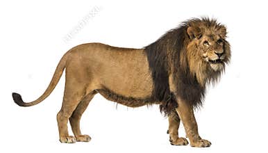 Close-up of a Lion roaring, Panthera Leo, 10 years old, isolated