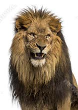 Close-up of a Lion roaring, Panthera Leo, 10 years old, isolated