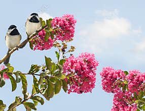 Carolina Chickadees poecile carolinensis in a Blooming Crape Myrtle Tree