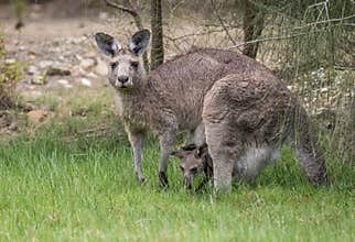 A female Eastern grey kangaroo with a joey in her pouch looks up warily.