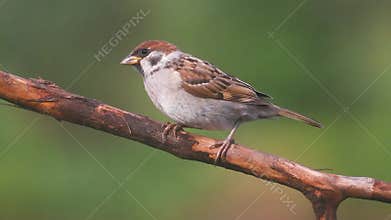 A sparrow perches on a branch in its habitat, showcasing the beauty of wildlife