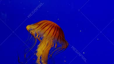 Jellyfish Swimming Underwater