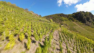 Aerial FPV drone is flying over the vineyards in the Ahr Valley in Germany. for production of wine