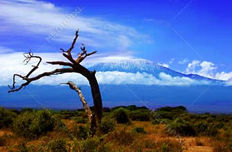 Kilimanjaro Tree View