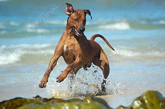 Action dog
