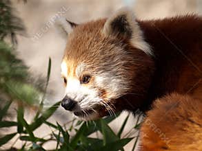 Red panda, Ailurus fulgens