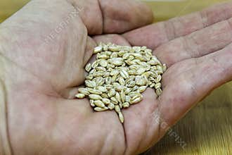 Close up of Barley Grains in a Hand