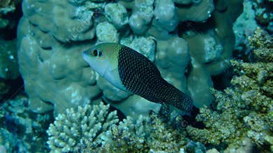 Thicklip wrasse or blackeye thicklip (Hemigymnus melapterus) undersea, Red Sea
