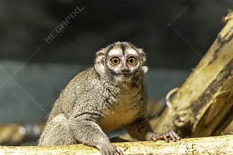 three-striped night monkey, also known as northern night monkey or northern owl monkeyin Zagreb zoo