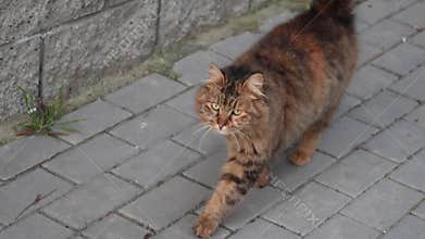 A very beautiful cat walking on the street