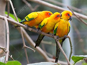 Colorful birds
