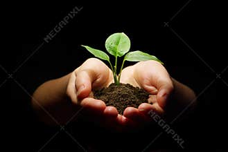 Hands holding sapling soil
