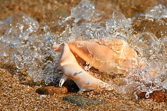 Seashell