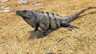 Iguana on yellow grass meadow at Tulum ruins in Mexico