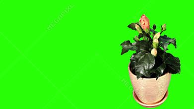 Blooming orange Hibiscus flower buds green screen
