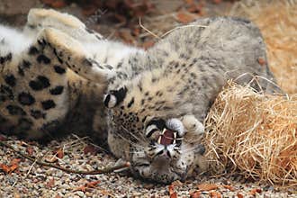Roaring snow leopard
