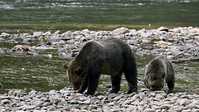 Grizzly bear mother with her cub fishing for salmon on Atnarko River in British Columbia, Canada