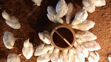 White baby broiler chickens enjoying their feed in the poultry farm, top view