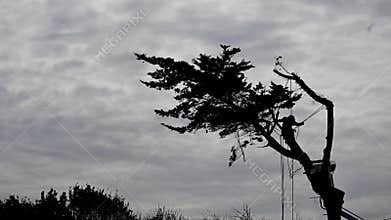 Biscarosse, France - 7 March 2025: logger and shovel cutting down a coniferous tree