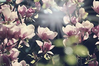 Magnolia tree with blossoms