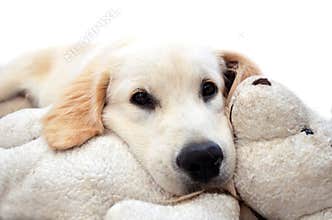 Golden retriever puppy