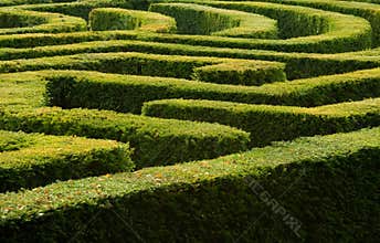 Hedge maze