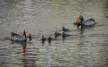 Two dusky moorhens taking care of a group of hungry, cute chicks.